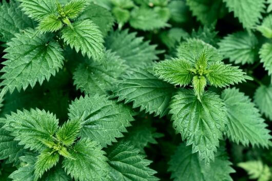 nettle plant to use for herbal tea hair rinse