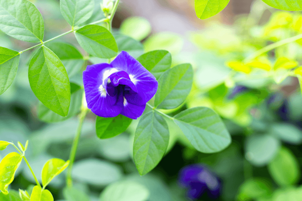 Bright blue butterfly pea flower plant