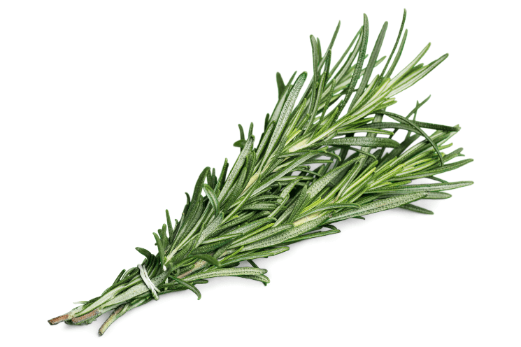 one bunch of fresh rosemary to use in rosemary oil recipe