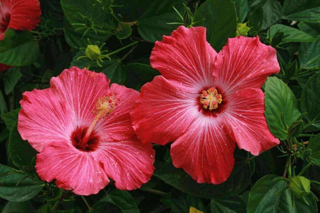 hibiscus flowers to use for herbal tea hair rinse