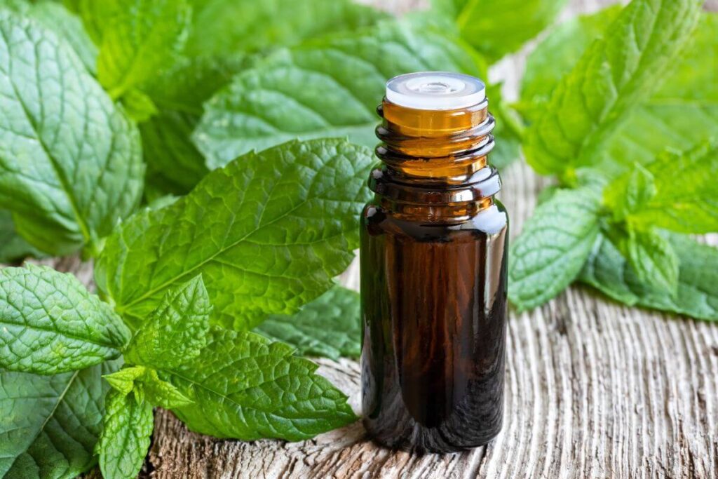 peppermint essential oil bottle surrounded by mint leaves